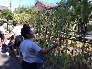 小学生 鉢 受け皿セット プランター 理科 朝顔 児童のようす